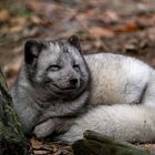 Polarfuchs