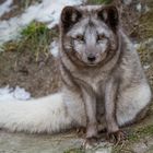 Polarfuchs