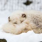 Polarfuchs