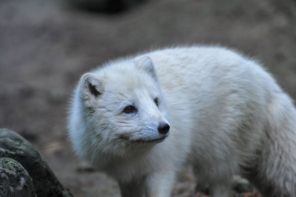 Polarfuchs