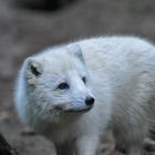 Polarfuchs