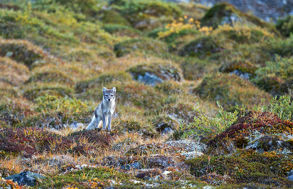 Polarfuchs