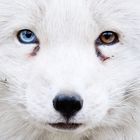 Polarfuchs