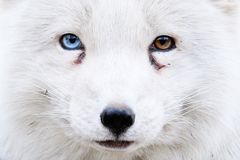 Polarfuchs