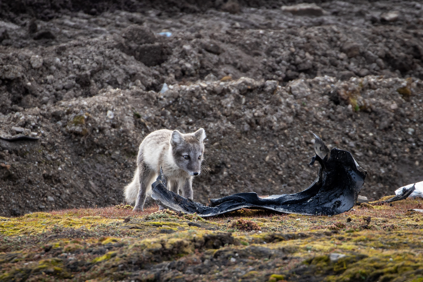 Polarfuchs