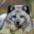 Polarfuchs