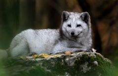 Polarfuchs