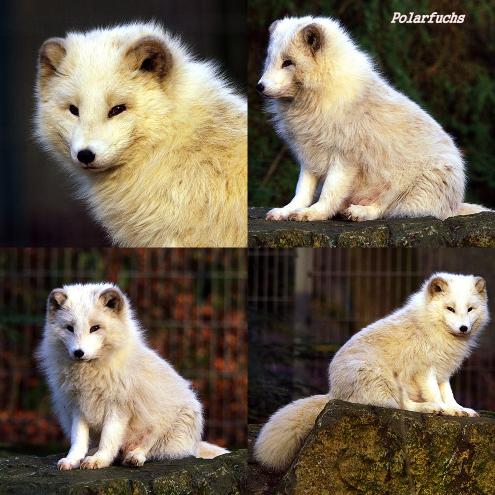 Polarfuchs