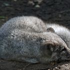 Polarfuchs