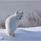 Polarfuchs