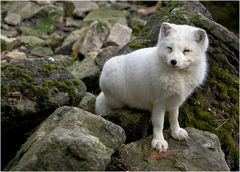 Polarfuchs