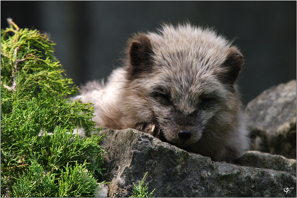 Polarfuchs