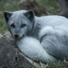 Polarfuchs