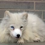 Polarfuchs