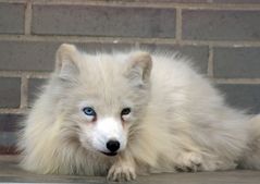 Polarfuchs