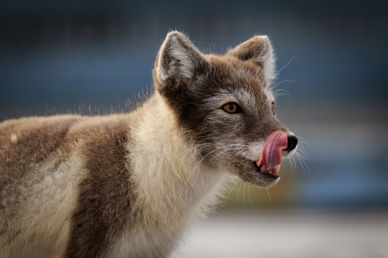 Polarfuchs