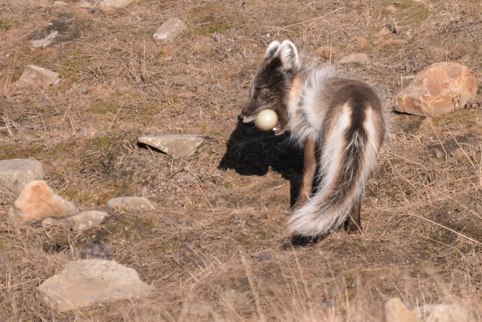 Polarfuchs als Eierdieb bei den Eiderenten