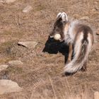 Polarfuchs als Eierdieb bei den Eiderenten