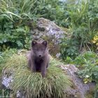 -- Polarfuchs auf der Insel Pribilof ---