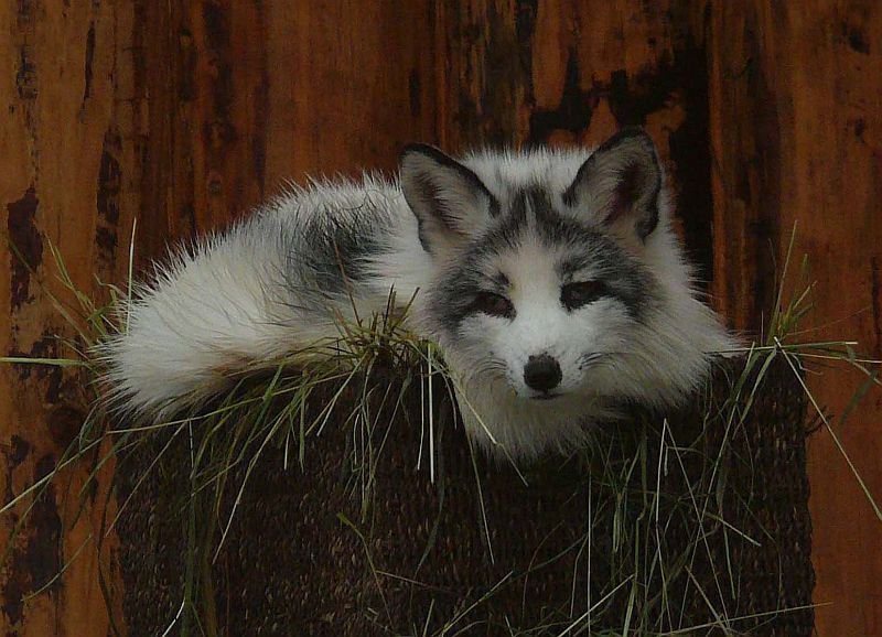 Polarfuchs auf Gut Aiderbichl