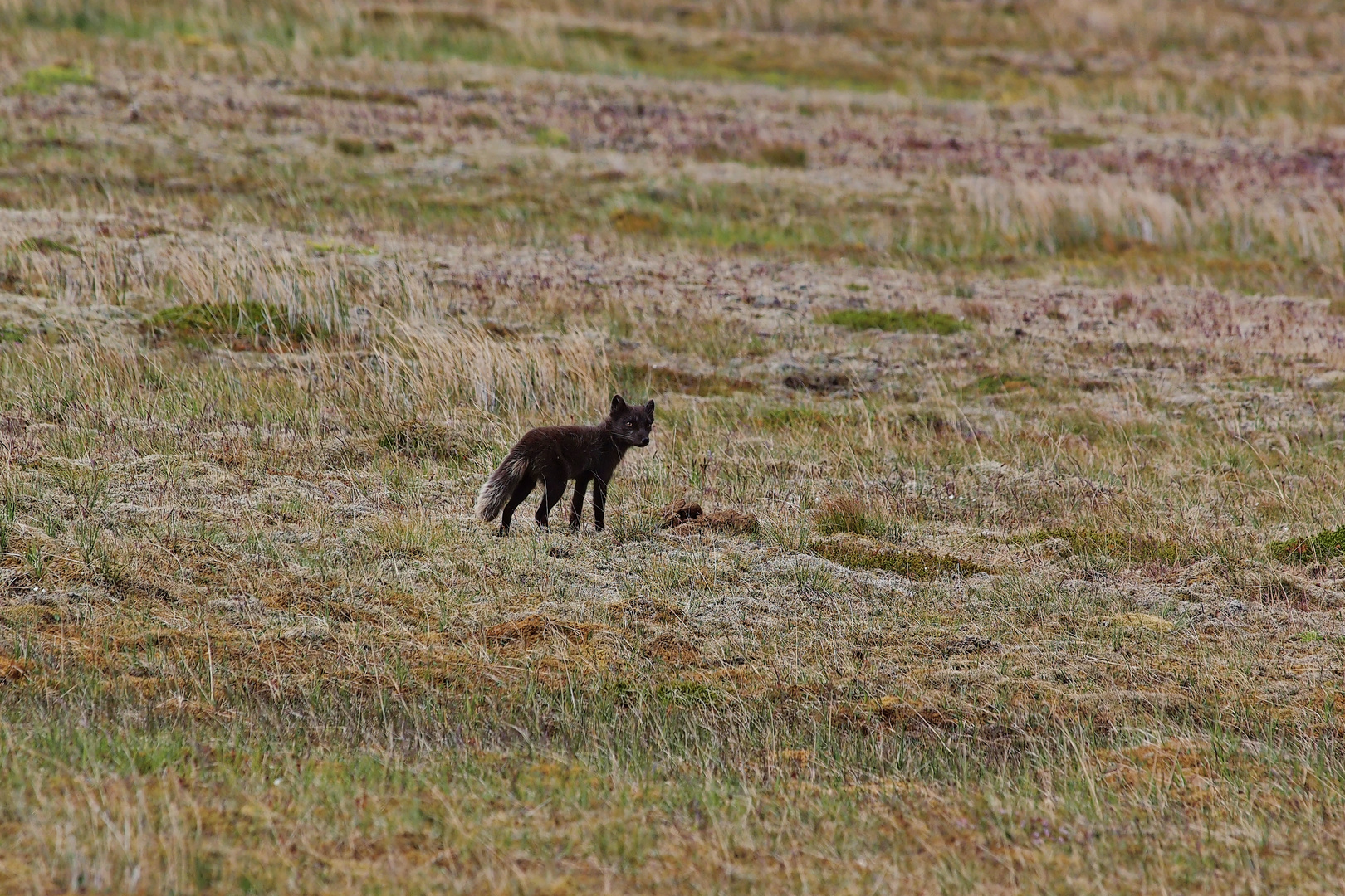 Polarfuchs auf Island