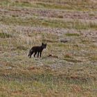 Polarfuchs auf Island