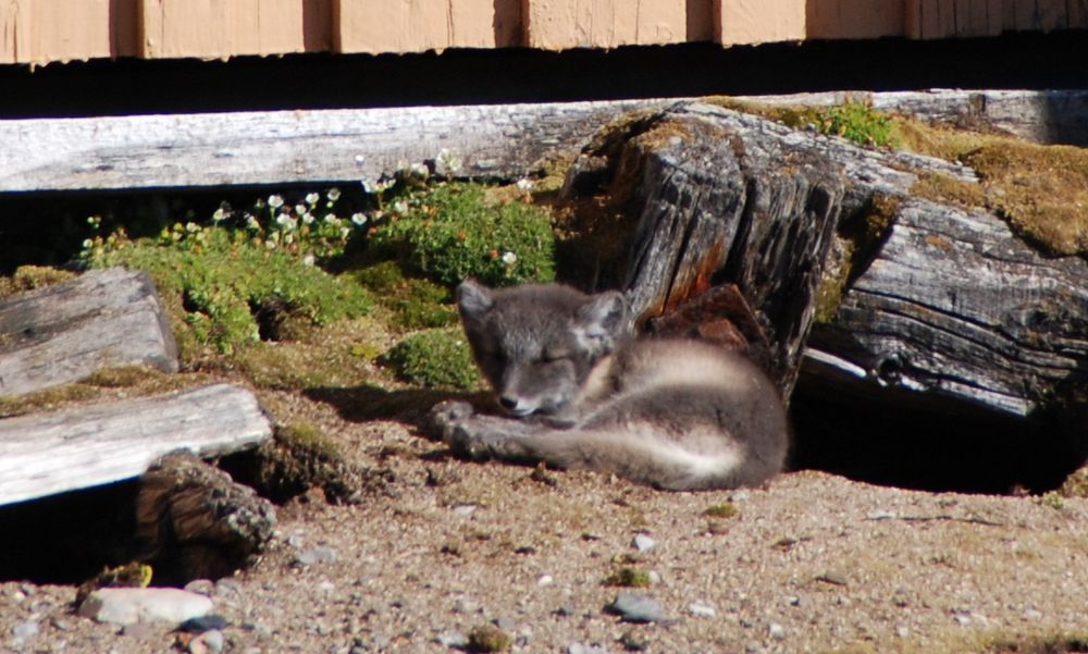 Polarfuchs auf Ny Aalesund - Spitzbergen - Norwegen - Juli 2007