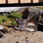 Polarfuchs auf Ny Aalesund - Spitzbergen - Norwegen - Juli 2007