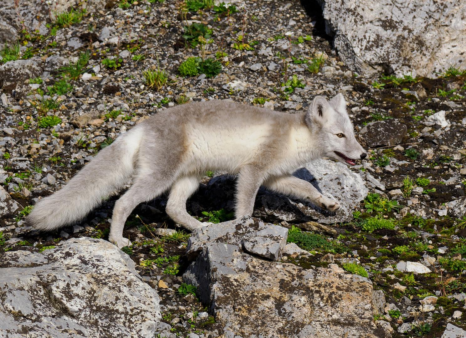 Polarfuchs auf Spitzbergen