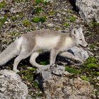 Polarfuchs auf Spitzbergen