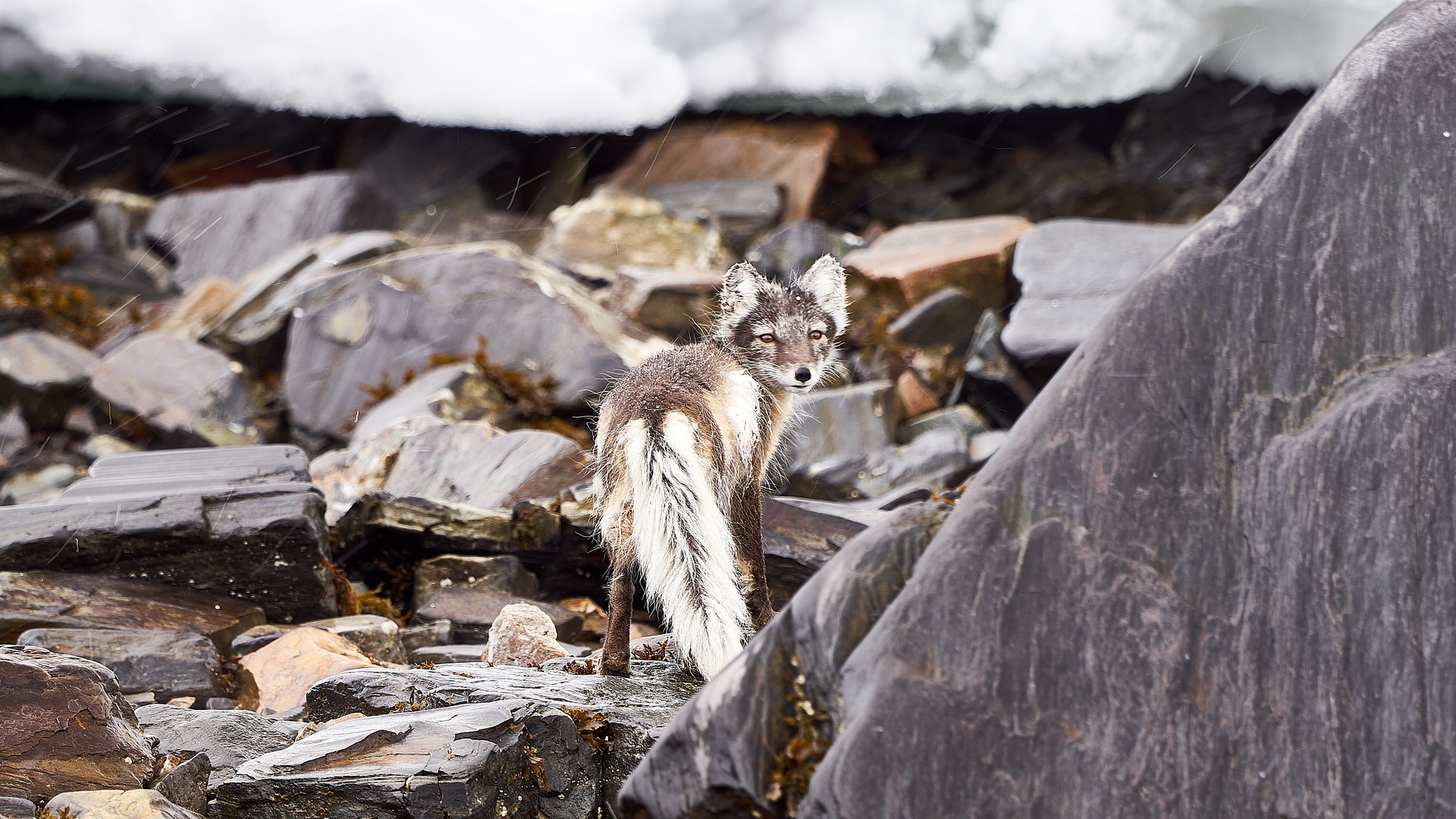 Polarfuchs auf Spitzbergen