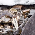 Polarfuchs auf Spitzbergen