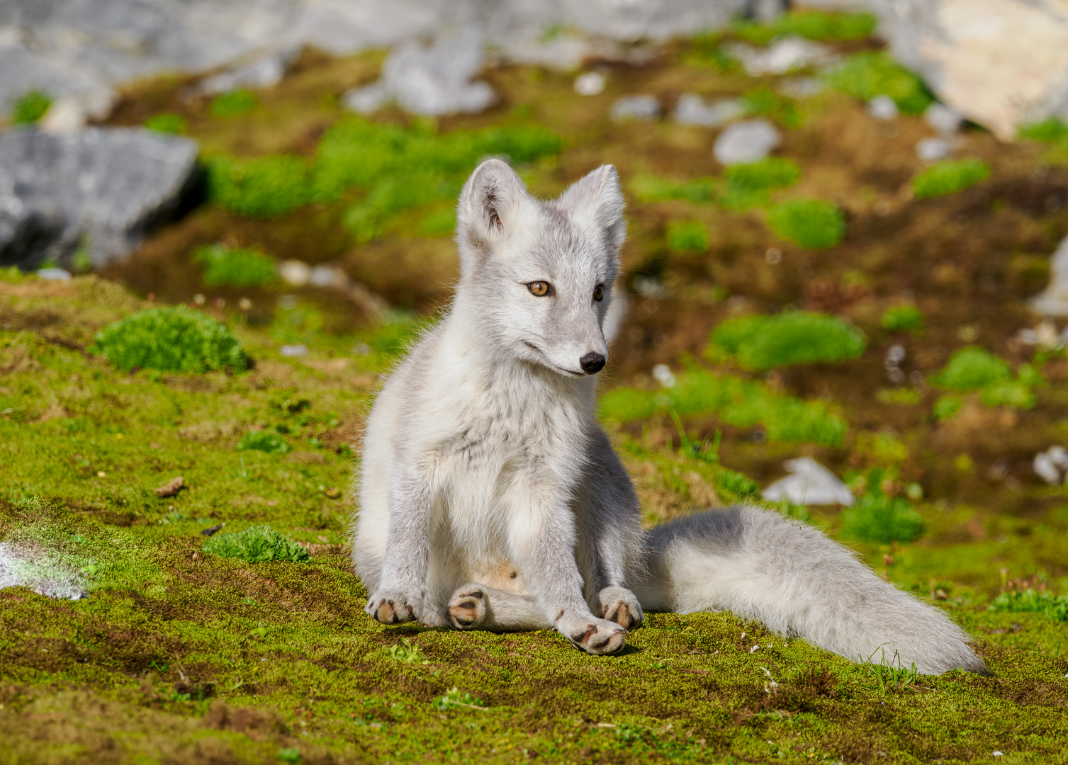 Polarfuchs auf Svalbard