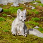 Polarfuchs auf Svalbard