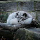 Polarfuchs