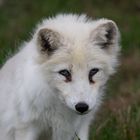 Polarfuchs