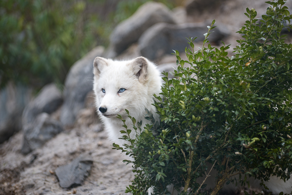 Polarfuchs