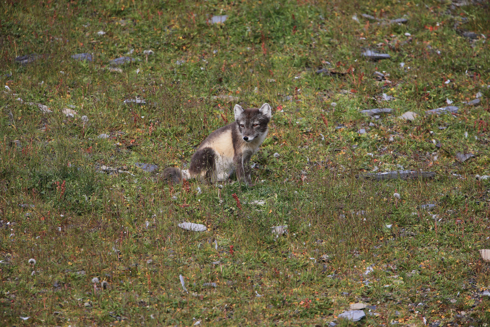 Polarfuchs, Barentsoya, Kapp Waldburg, Svalbard