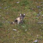 Polarfuchs, Barentsoya, Kapp Waldburg, Svalbard