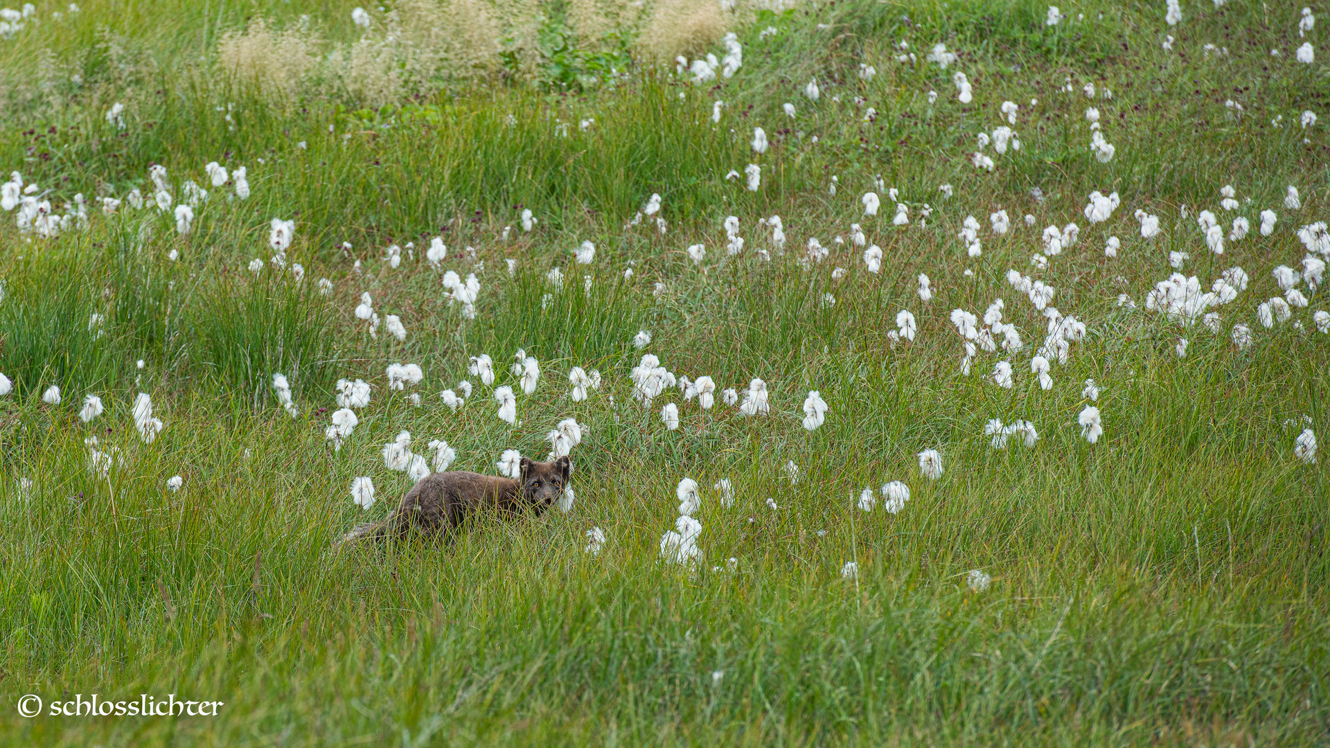 Polarfuchs