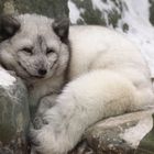 Polarfuchs