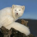 Polarfuchs