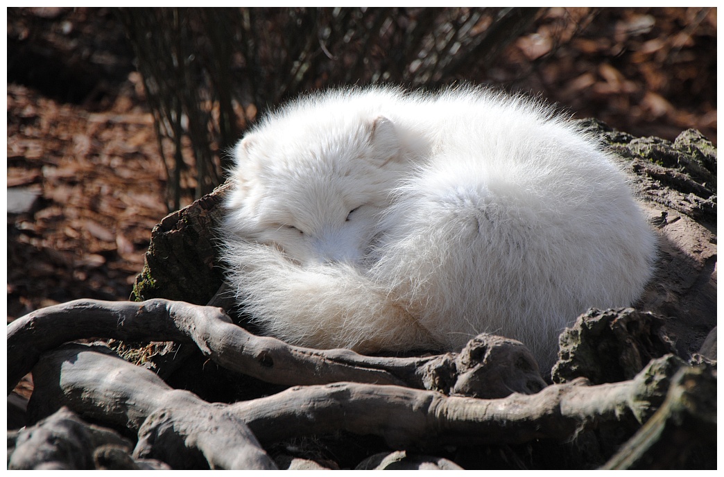 Polarfuchs beim Mittagsschlaf