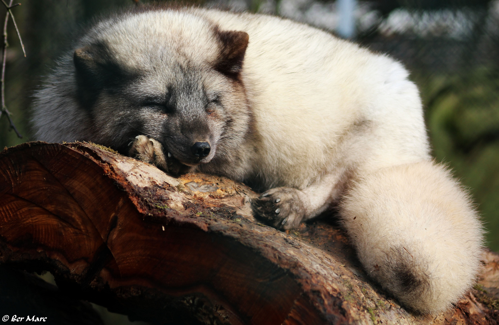 Polarfuchs beim Nickerchen