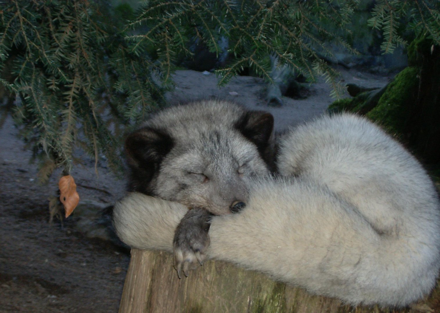 Polarfuchs bzw Eisfuchs