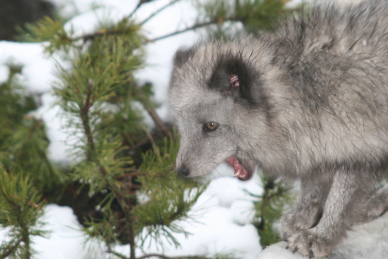 polarfuchs