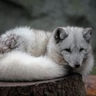 Polarfuchs