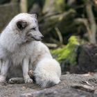 Polarfuchs