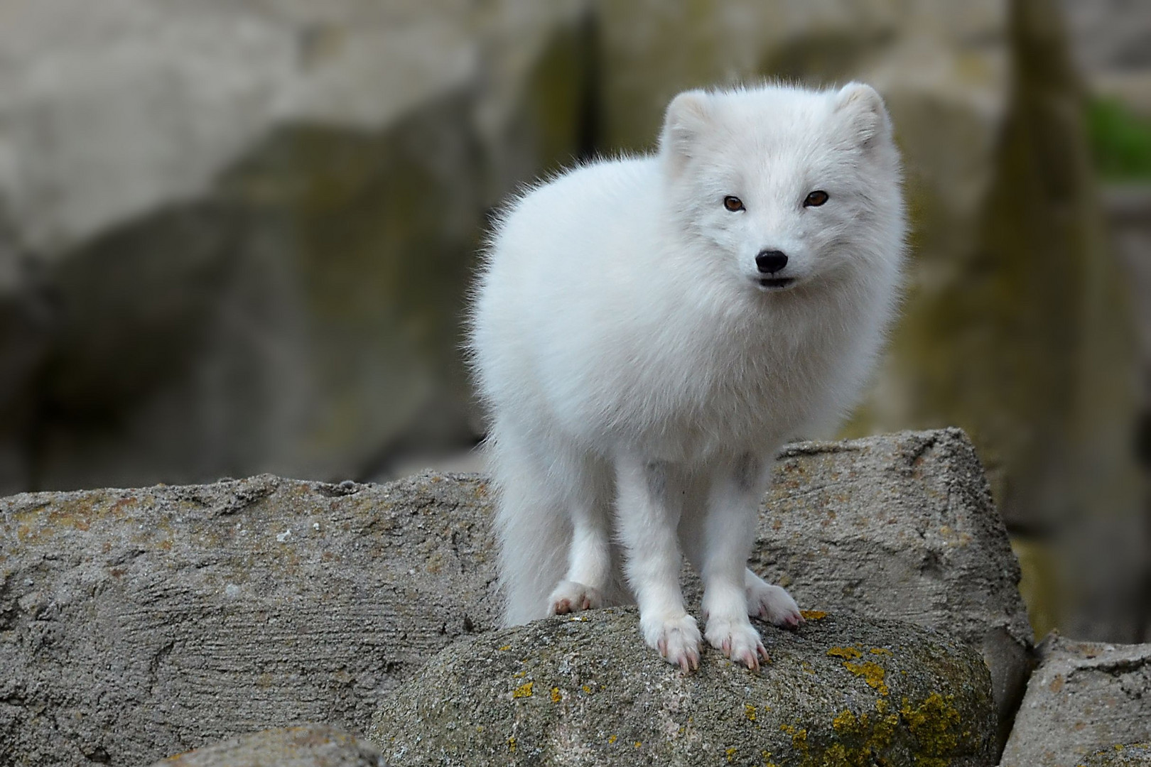 Polarfuchs