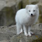 Polarfuchs